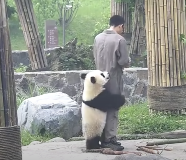 Panda knuffelen dierenverzorger