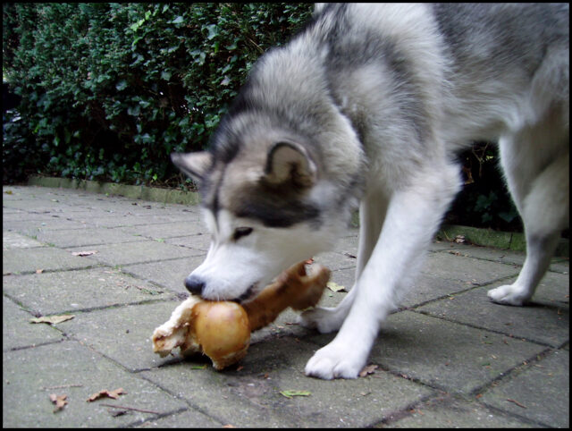Husky eet het beste rauwe hondenvoer.