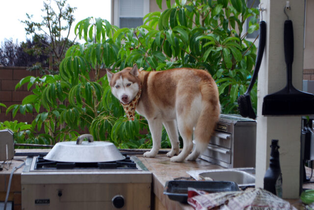 Husky eet het beste rauwe hondenvoer.