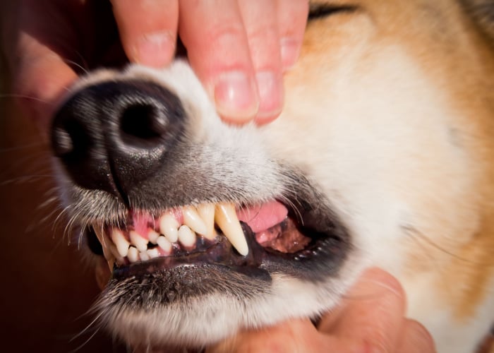 Hondentanden kletsen Behandeling