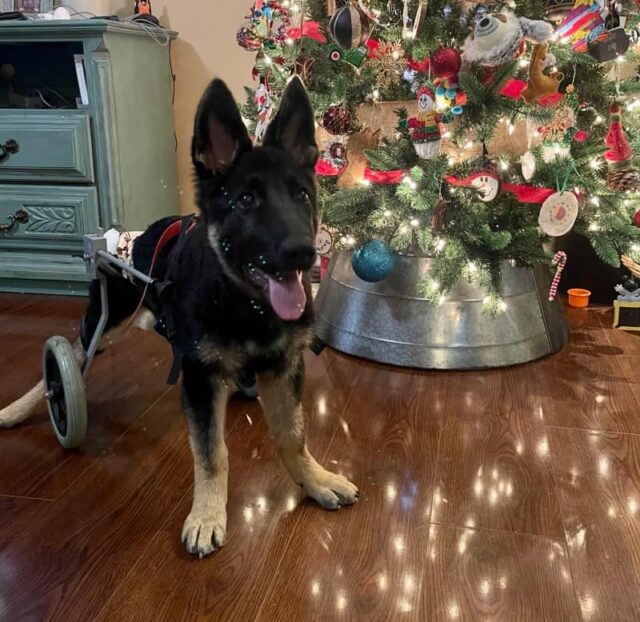 Gehandicapte puppy door kerstboom