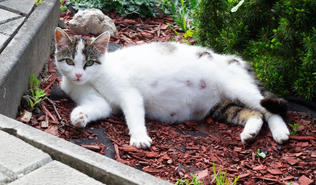 zwangere kat die in de tuin ligt