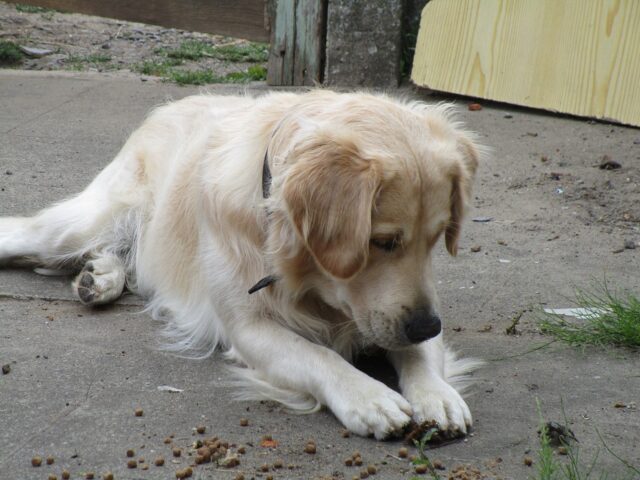 Golden Retriever eet het beste rauwe hondenvoer.