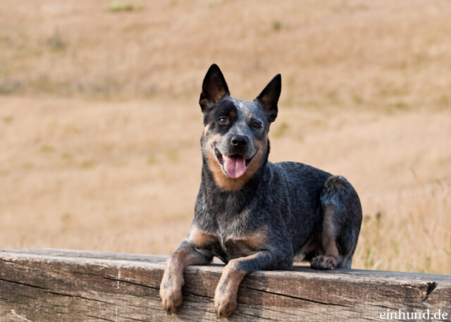 Beste rauw hondenvoer voor Australische runderhonden