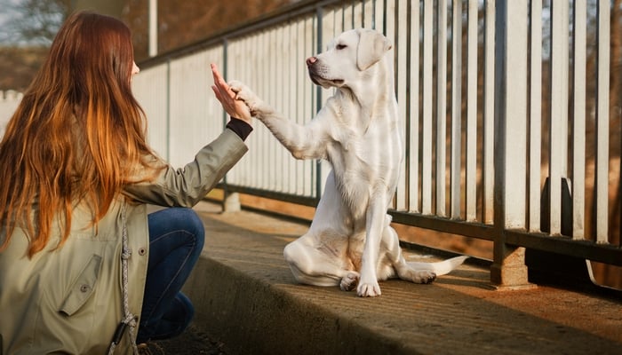 Labrador Retriever als meest vriendelijke hondenrassen