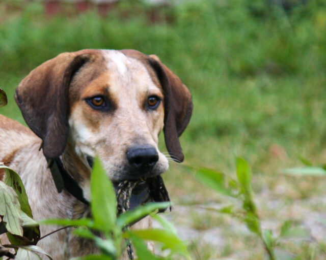 Beste rauw hondenvoer voor Amerikaans-Engelse Coonhounds