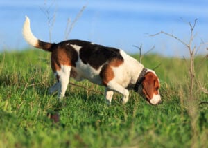 scenthound-hond-ras