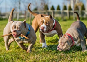 american-bulldog-non-sporting-dog-breed-groepen