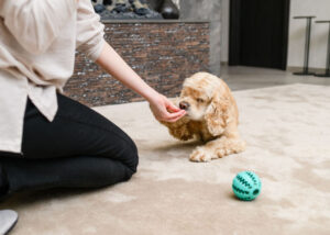 geven-traktaties-en-speelgoed-aan-zich-gedragen-hond