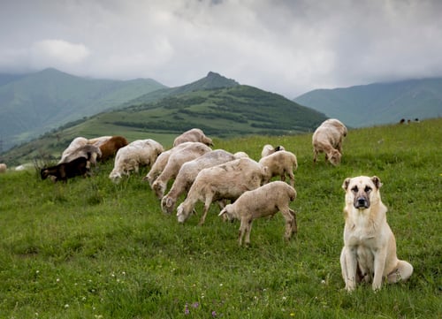 Anatolische herder die schapen bekijkt