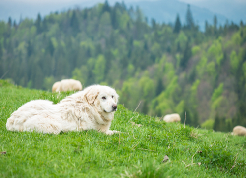 poolse tatra herdershond kijken schapen
