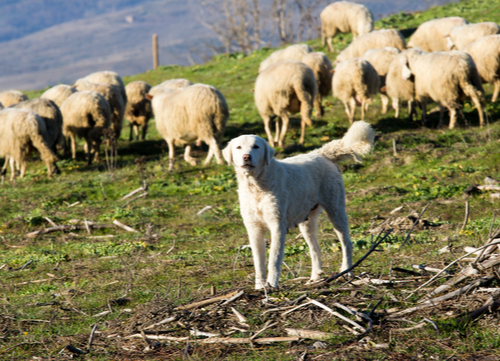 maremma herdershond die schapen bewaakt