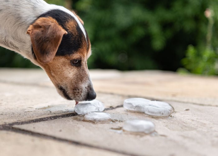 Hond-likken-ijs-voorkomen-van-dehdratie