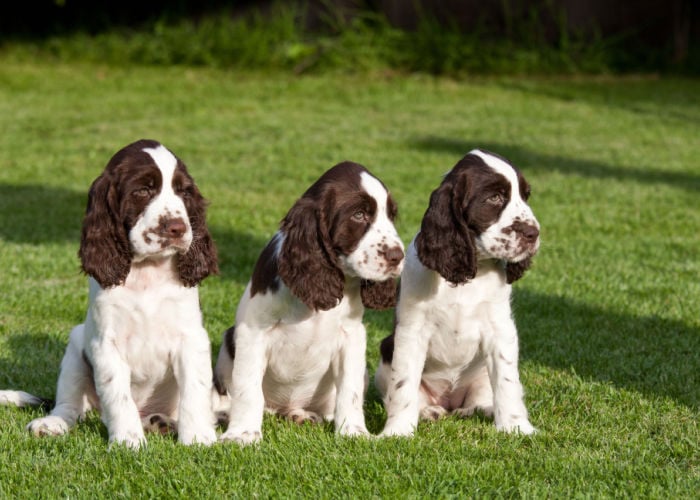 Engelse Springer Spaniel Puppies