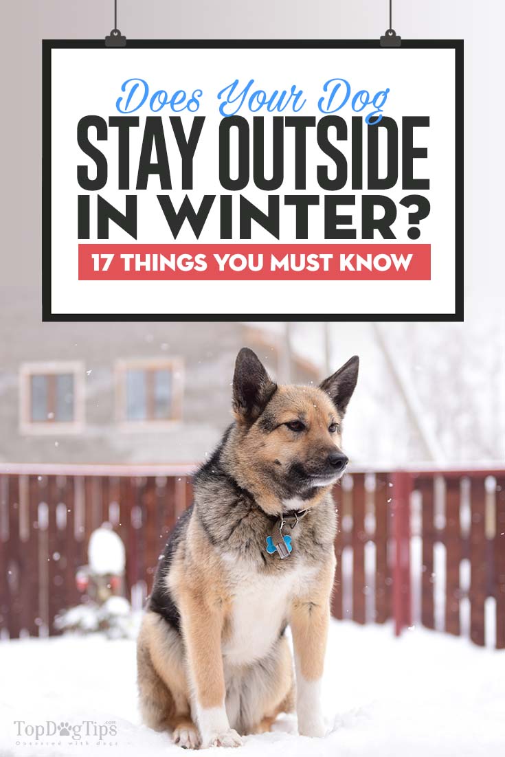 17 dingen om te onthouden als je een hond buiten houdt in de winter