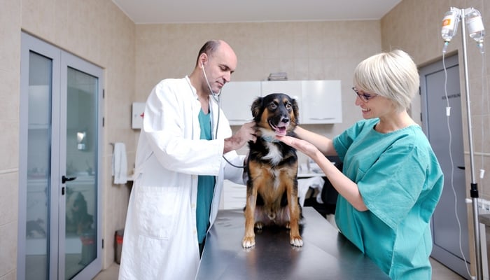 Veterinaire behandeling voor de ziekte van Cushing bij honden