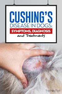 De gids voor de ziekte van Cushing bij honden