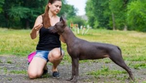 Inzicht in het gedrag van honden tijdens de training