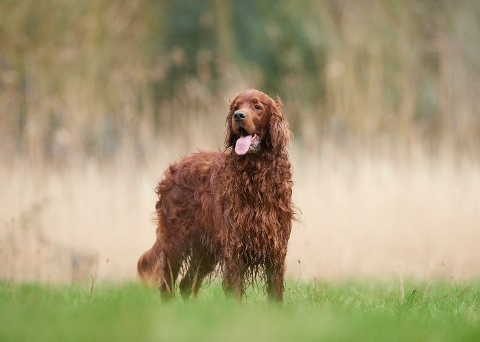Red Dog Breed #1: Ierse Setter