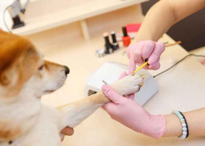 hondennagellak is een veilig alternatief voor menselijke nagellak bij honden