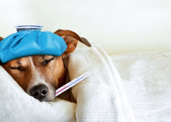 nagellakvergiftiging maakt hond ziek