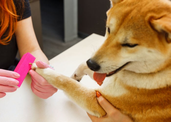 het verwijderen van menselijke nagellak bij honden met een nagelvijl