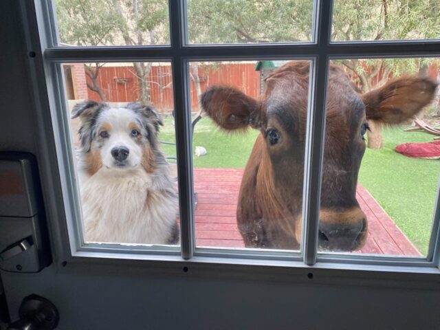 Hond en koe kijken in raam