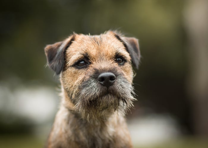 Border Terrier Close-Up