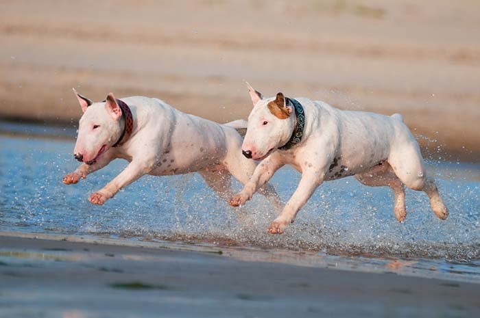 Bull Terrier honden zijn enkele van de slechtste zwemmers