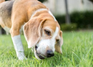 het eten van gras kan groene hondenpoep veroorzaken