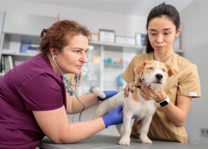 dierenartsverzorging helpt bij de behandeling van groene ontlasting bij honden