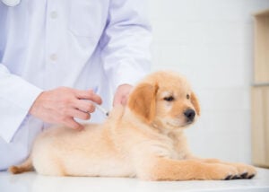 puppy vaccinatie