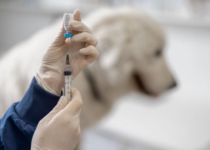 kies een huisdierenverzekering die vaccinaties dekt