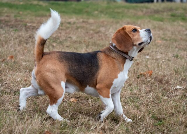 Beagle op zoek naar traktaties