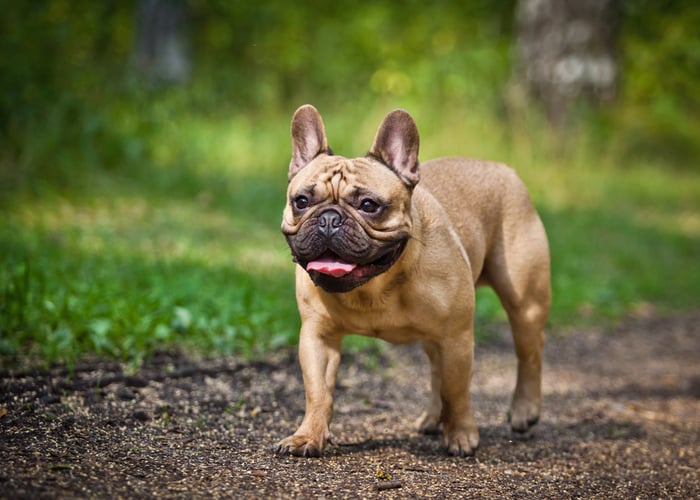 Franse Bulldog met plat gezicht