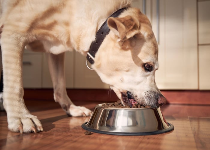 Hond Dementie Dieet Senior Hond eten