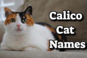 Calico Kattennamen