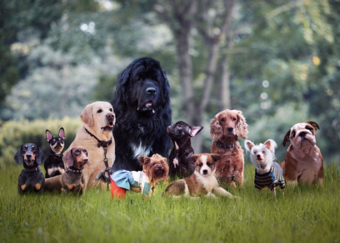honden-van-verschillende-ras-groepen