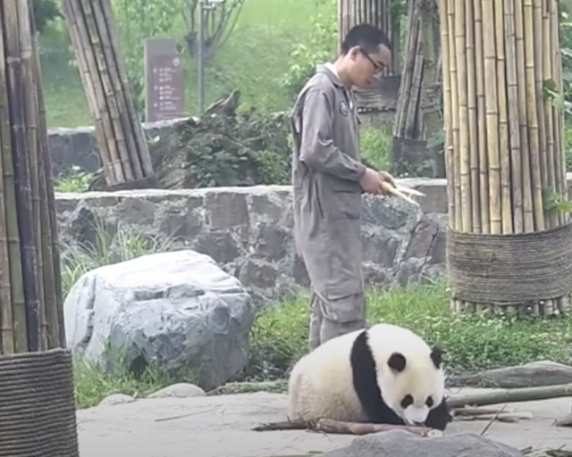 Panda van dierenverzorger