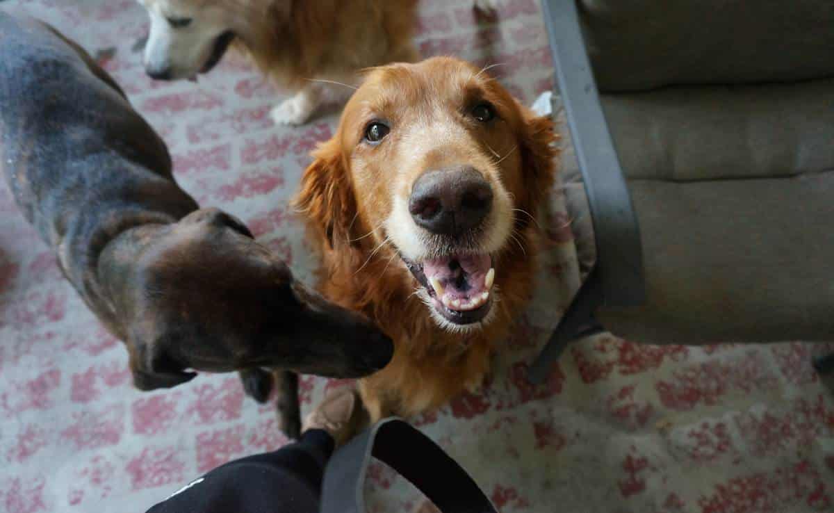 een vrolijk bruin lab dat glimlachend naar de camera kijkt met honden om zich heen in Kentucky