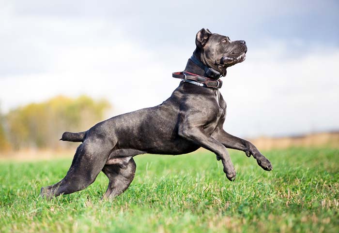 Cane Corso is een van de meest populaire vechthondenrassen