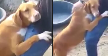Dakloze hond knuffelt nieuwsverslaggever en laat niet los totdat hij wordt geadopteerd