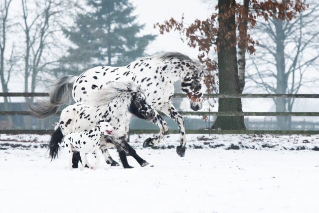 Dalmatische en paardenvrienden