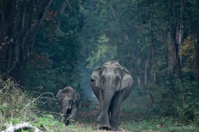 Moeder en baby olifant lopen
