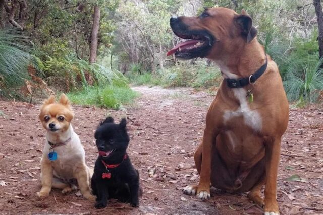 Dappere hondenmoeder redt Pommeren uit klauwen van elfvoetpython