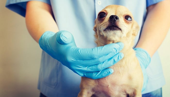 Ziekte van Cushing bij honden