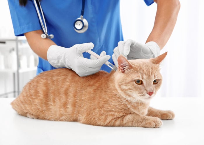 Dekt een huisdierenverzekering vaccins? Dingen die u moet weten