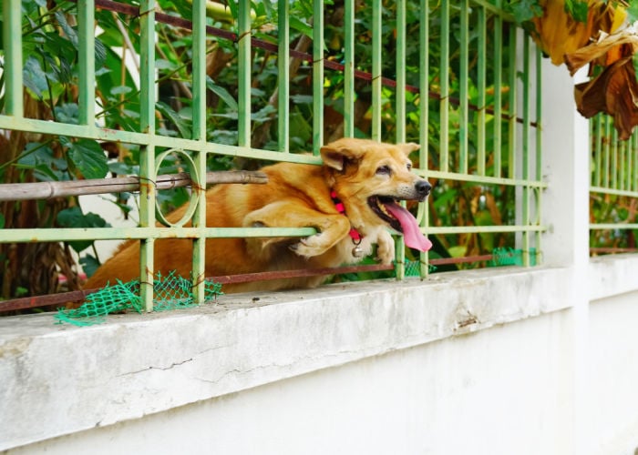 hond ontsnapt door poort
