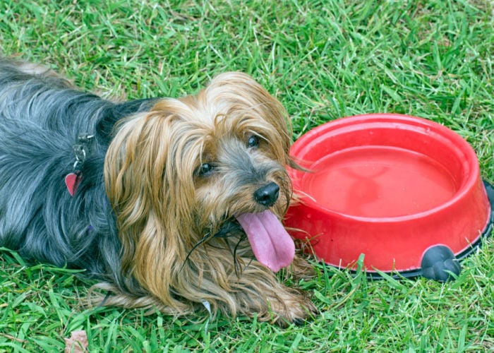 gedehydrateerde-hond-met-tong-steken-uit-zal-niet-drinken-water