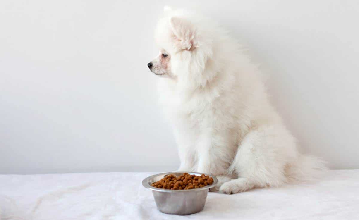 witte donzige Pommerse puppy zit in de buurt van een ijzeren kom droogvoer en kijkt de andere kant op, niet etend